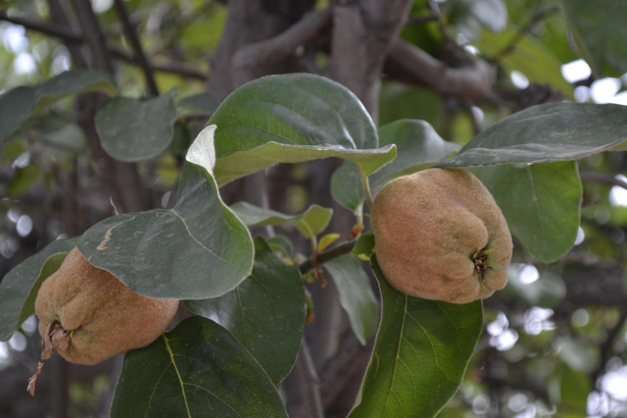 Villa Quince Ouirgane Esterno foto